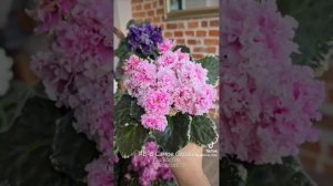 Обзор сортов Кухня Фиалки🐇: АВ-Легенда о Золотой Луне,  АВ-В Самое Сердце м тд