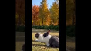 Забавные видео с котиками #17😼
