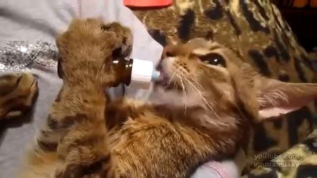 кот мням мням мням