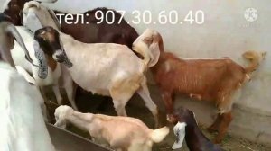 Савдо шуд бузхои Авгони 17,500 сомони. 5 бича 6 бузи калон