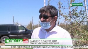 "Сад - гигант Ингушетия"  ведет подсчет убытков после стихии.