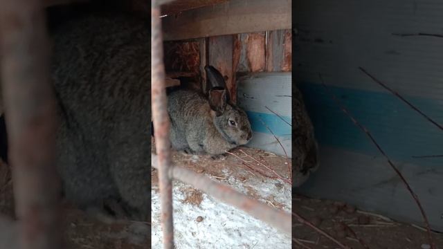 серый великан ест. смотреть онлайн