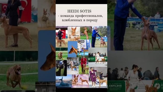 HEIDI SOTIS Питомник фараоновых собак