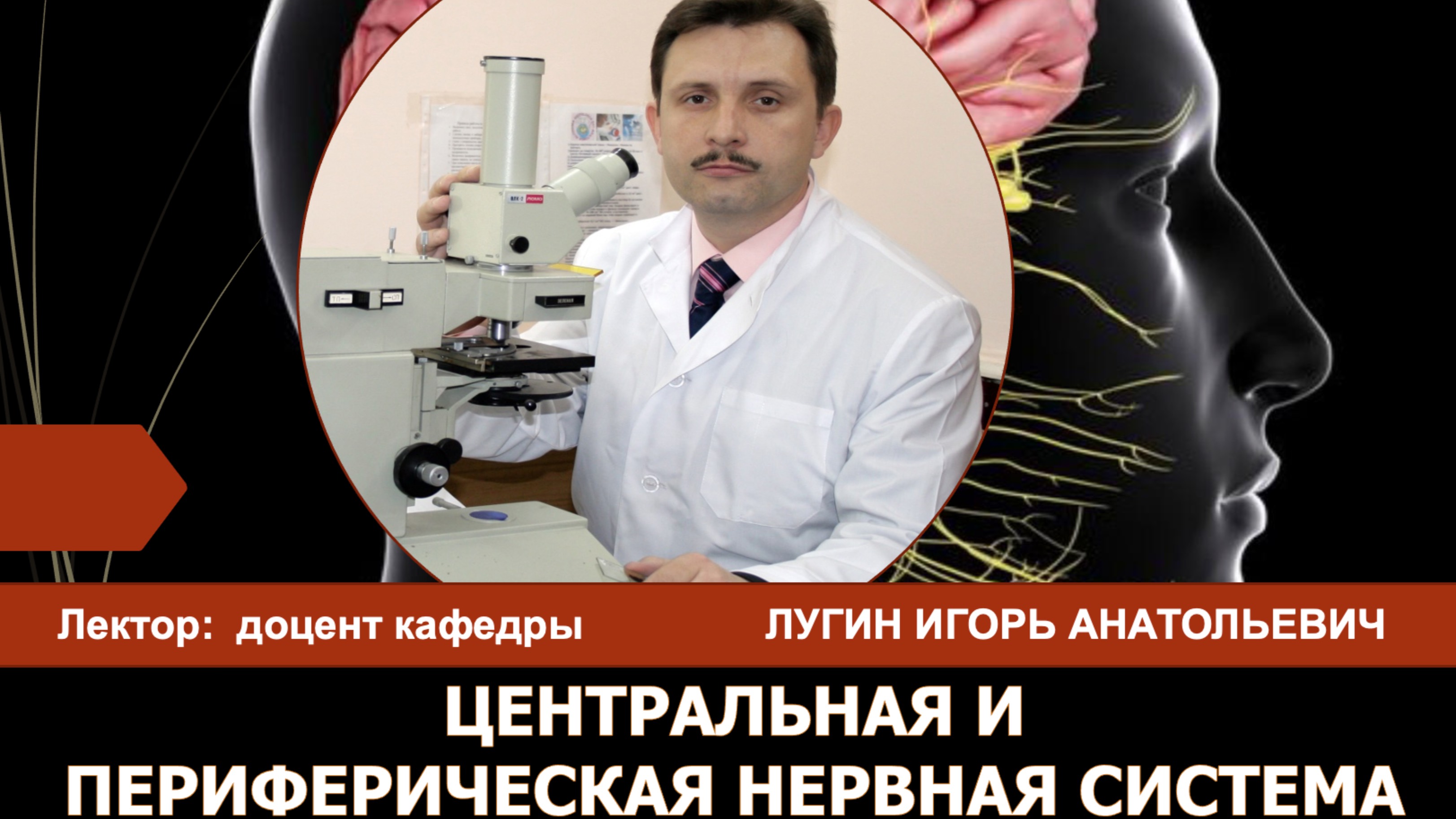 Лекция №8- Центральная и периферическая нервная система - доцент Лугин И.А.