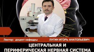 Лекция №8- Центральная и периферическая нервная система - доцент Лугин И.А.