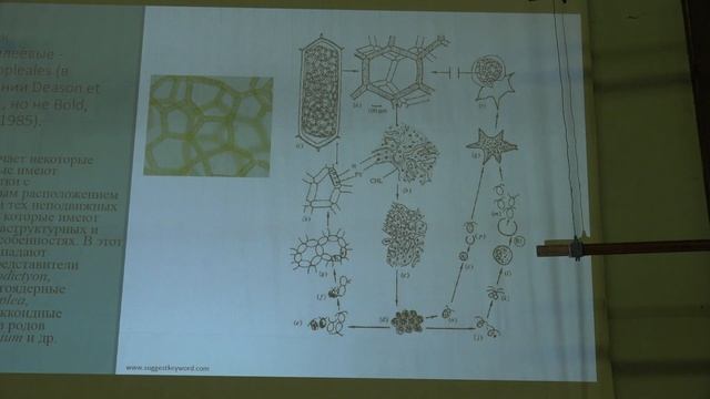 Белякова Г. А. - Низшие растения - 9. Архепластиды