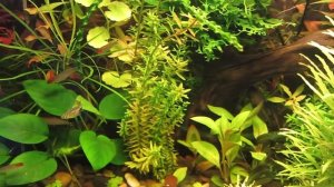 Аквариум - травник