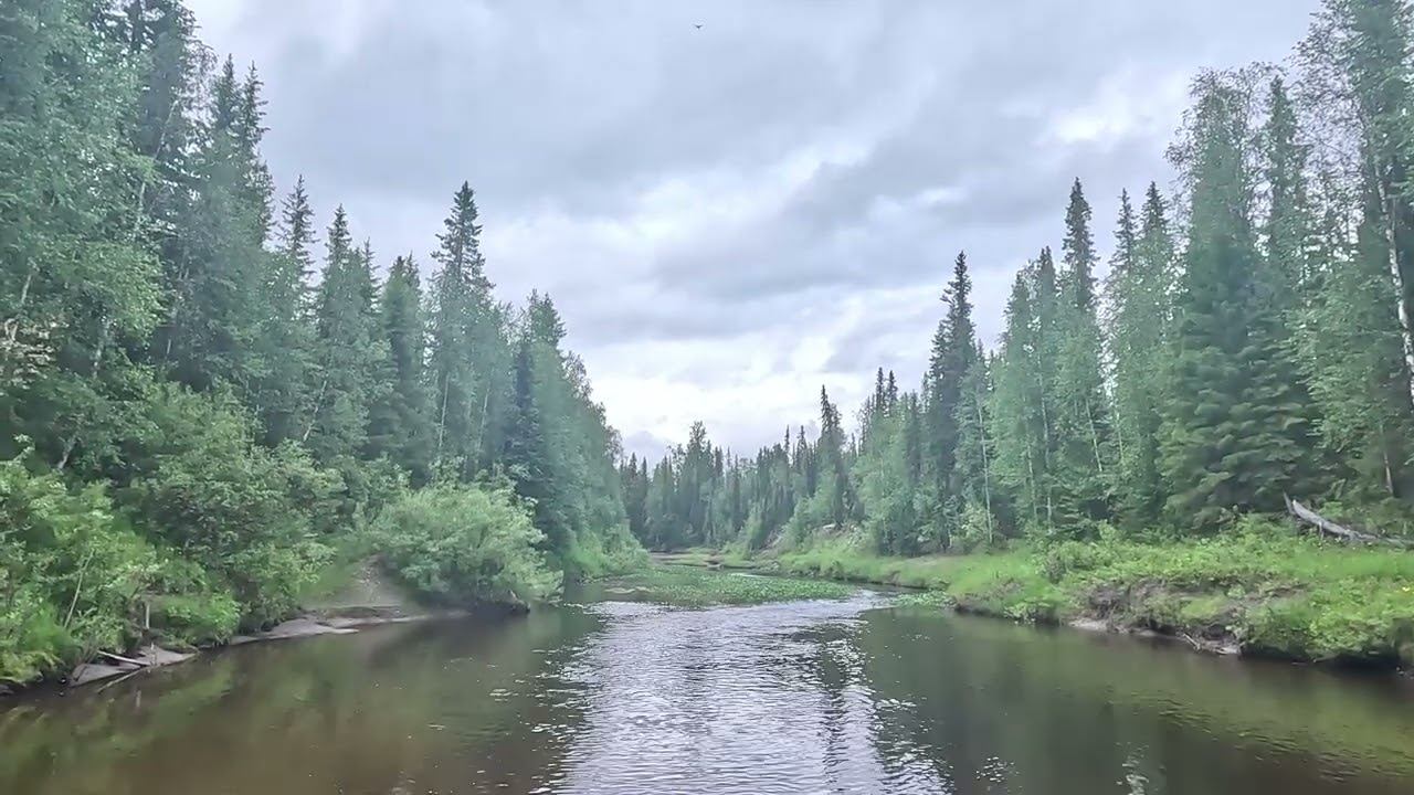 Ловим ХАРИУСА на спиннинг. Ночуем в избе. Запекаем хариуса. Покоряем лесную речку смотреть онлайн