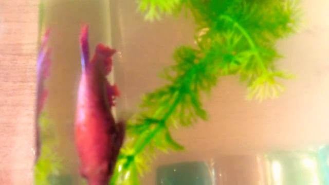 Радость , чистой воды смотреть онлайн