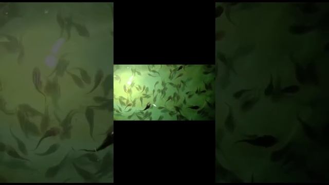 разведение осетра,  фазы роста малька.