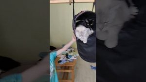 28.04.2023 Катаем на качелях наших кошечек. Экстрим для кошек, немного адреналина не повредит.