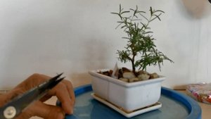 Бонсай из Розмарина, обрезка.