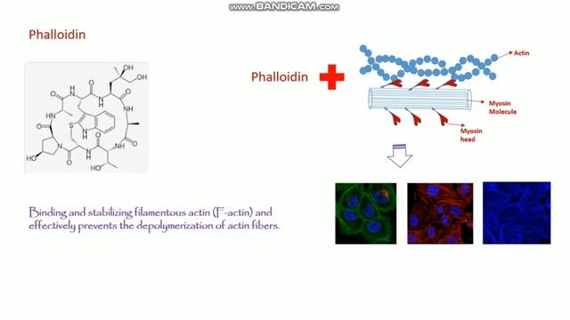 Overview of Cytoskeleton II F-actin protocol смотреть онлайн
