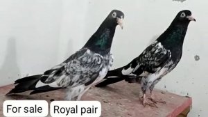 Royal Teddy Breeder pair for sale in Lahore Sheikh Imran (0322-4007088)