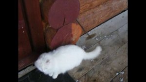 Великий Устюг. Усадьба Арлазорова. Наша кошка.