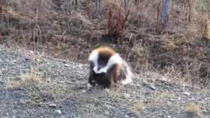 Путешествие по материкам и частям света, 2 класс