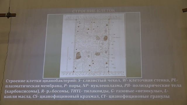 Гололобова М. А. - Низшие растения - 3. Жизненные циклы водорослей. Цианобактерии