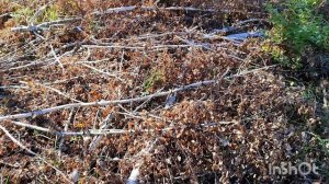 Мотоблок Агат. Поездка на мотоблоке Агат за валежником.