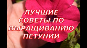 Перевалка и прищипка петунии