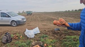23-11-2024 Морковь Сорткантон.В Крыму. Красноперекопский Район Хутор Новопавловская