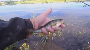 ЛОВЛЯ ОКУНЯ НА СПИННИНГ. ЭТА БЛЕСНА ВЫРУЧАЕТ ОПЯТЬ. ОКУНЕВЫЙ КОТЕЛ, ЩУКА РЕЖЕТ БЛЕСНУ