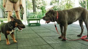 Кане-корсо и минибультерьер: урок с атлетами