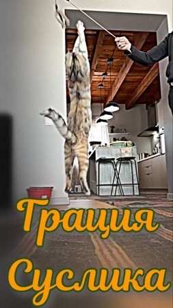 Грация Суслика