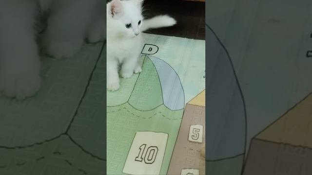 Сейчас я вам покажу. Забавные котята. Шорты.