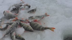 ПОШЕЛ СНЕГ И ОКУНЬ СОШЕЛ С УМА. БАЛАНСИРЫ, МОРМЫШКИ И БЛЕСНЫ В РАБОТЕ