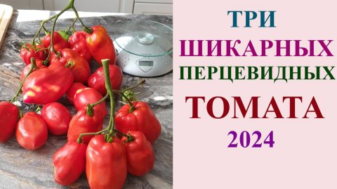 ТРИ ШИКАРНЫХ ПЕРЦЕВИДНЫХ ТОМАТА 2024. РЕКОМЕНДОВАНО К ВЫРАЩИВАНИЮ.