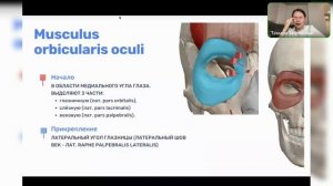 Ботулинотерапия: анатомия мышц, правила инъецирования. Осложнения и НЯ.