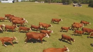 #Islam#Quran#AshShuara#ٌMinshawiy#Коран#АшШуараъ#СамыеКрасивыеМеста#Relaxation#4кВиде#8часть#