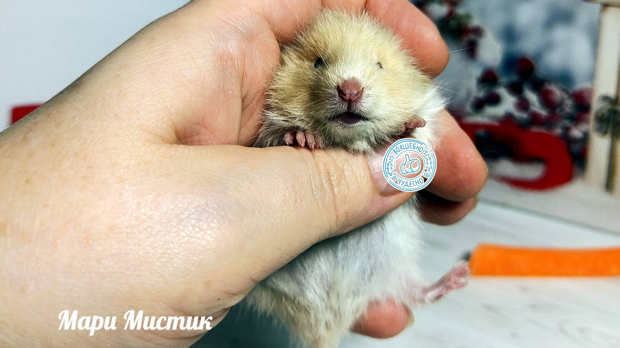 #ПРОДАЮ_сирийских_ХОМЯКОВ #АТЛАСНЫЙ_тип_шерсти #купить_хомяка_продам 89215950848 #хомки ПУШИСТЫЕ