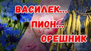 Василек... пион... орешник. Удивительная флора России.