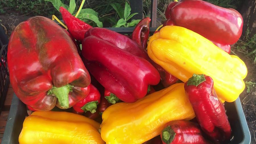 Перцы-2024. Чемпионы нынешнего сезона.