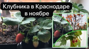 Обзор клубники на 23 ноября.