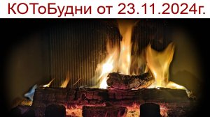 КОТоКлизмы погоды, подготовка к Новому Году начинается или КОТоБудни от 23.11.2024г.