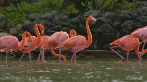 Дикие животные - фильм о дикой природе под умиротворяющую расслабляющую музыку!...