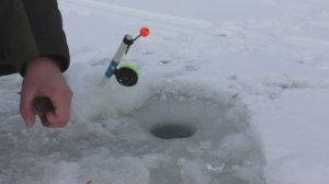 СКОЛЬКО ТУТ РОТАНА. ПОКЛЕВКИ КРУПНЫМ ПЛАНОМ - ТАК КЛЮЕТ РОТАН