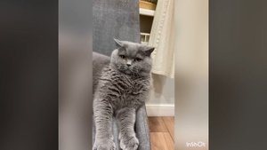 Кот