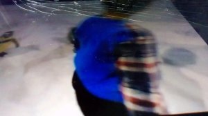 Пингвины и морской котик на арене цирка. Очень забавные животные.