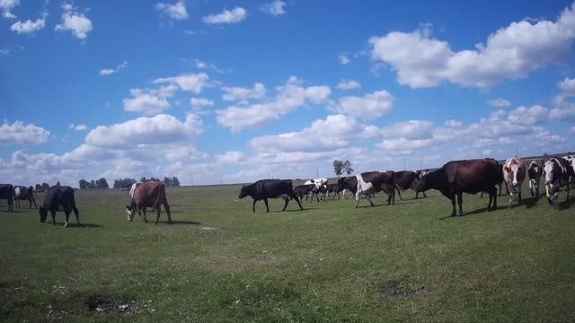 Дикие коровы.Пьяный пастух и племенной бык. Рыбалка. с.Чкаловский. 03.08.2020 г. смотреть онлайн