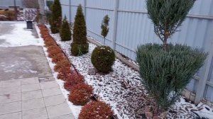 ОБЗОР САДА СВОИМИ РУКАМИ. Пасмурный ноябрь 2024 года