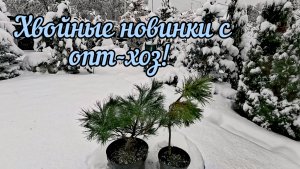 Хвойные растения опт-хоз по распродаже🌲 Обзор покупки! 23 ноября 2024г