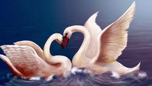 Лебединая верность