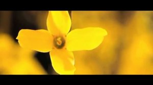 Клип _Херувимская песнь_ Священник Игорь