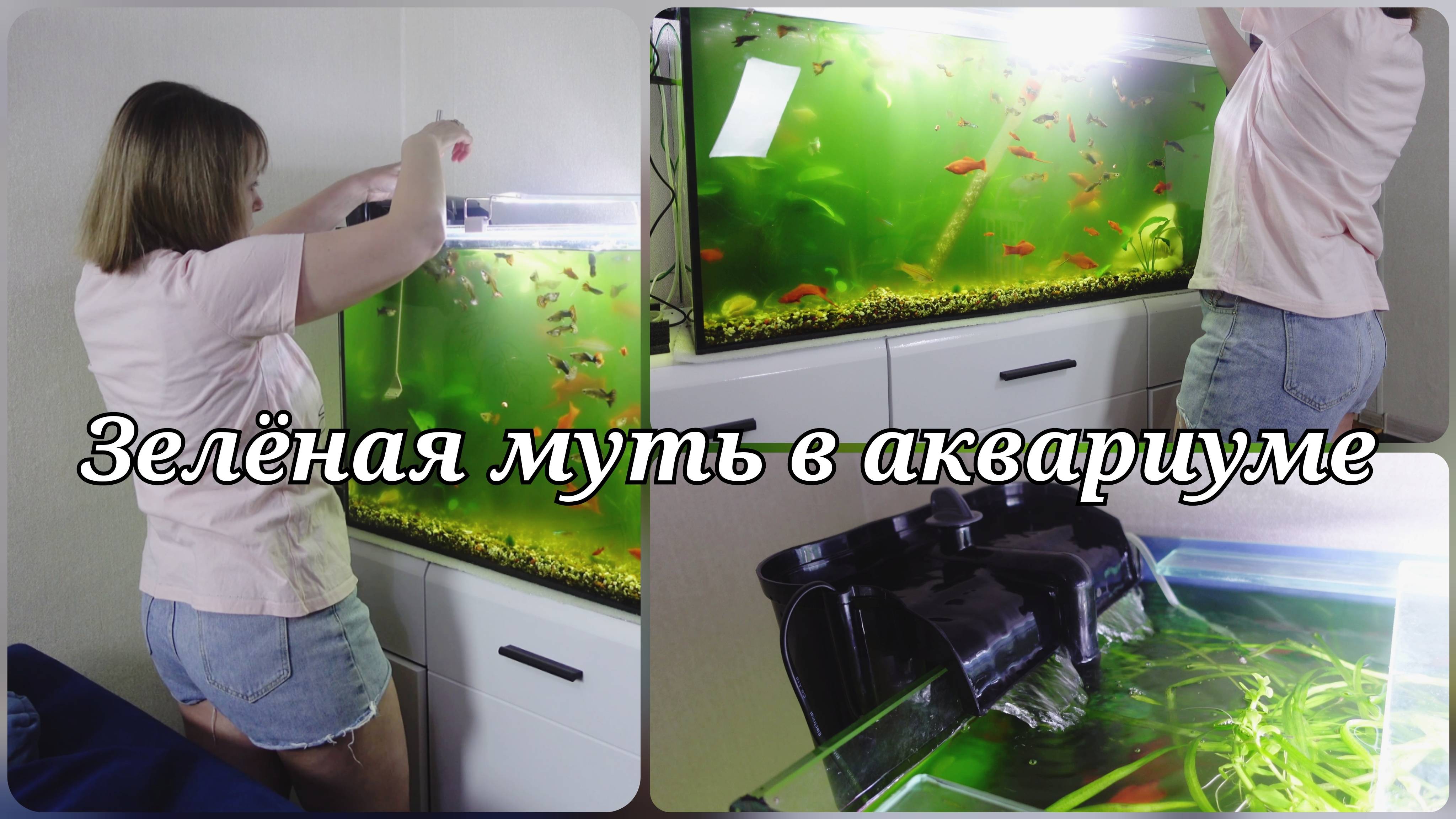 ЗЕЛЕНАЯ ВОДА В АКВАРИУМЕ 💧 АКВАРИУМ НА 200 ЛИТРОВ 💧 ЧТО ДЕЛАТЬ? смотреть онлайн