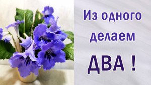 Деление взрослого стрептокарпуса. Из одного делаем два. Размножение. Геснериевые.