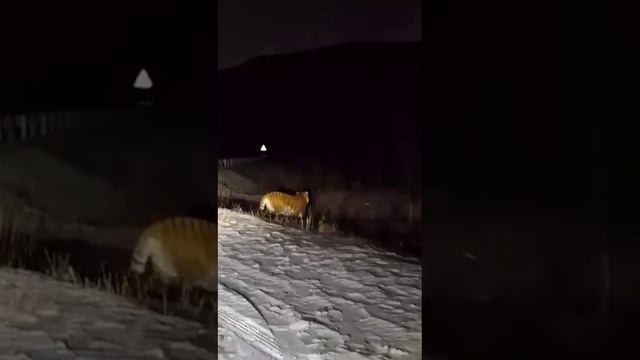 В Кузбассе - лисы, на Камчатке -  медведи, а в Бурятии заметили  гуляющего тигра.