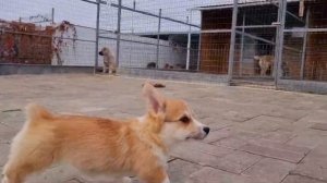 Щенки кориги